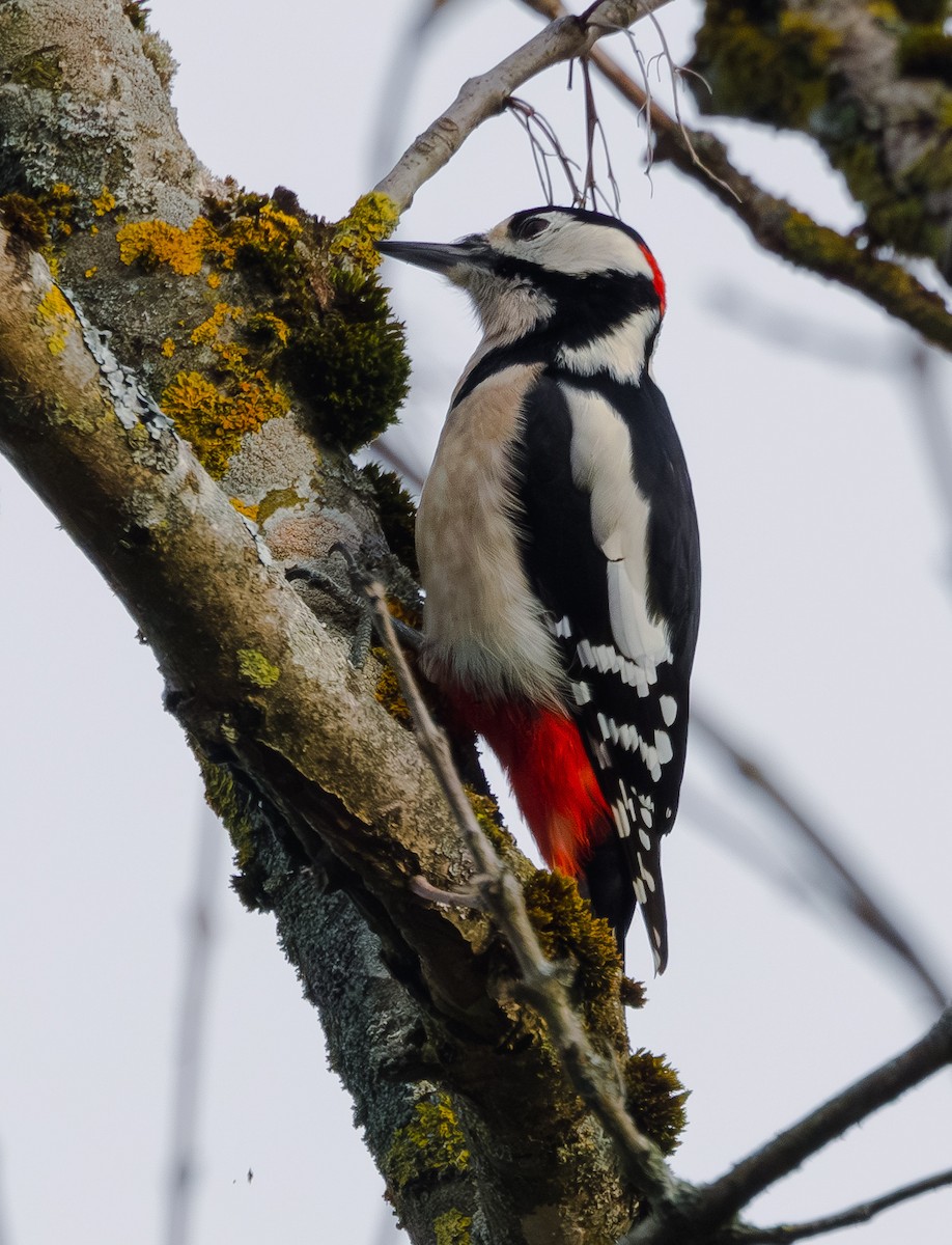 Great Spotted Woodpecker - ML610776396