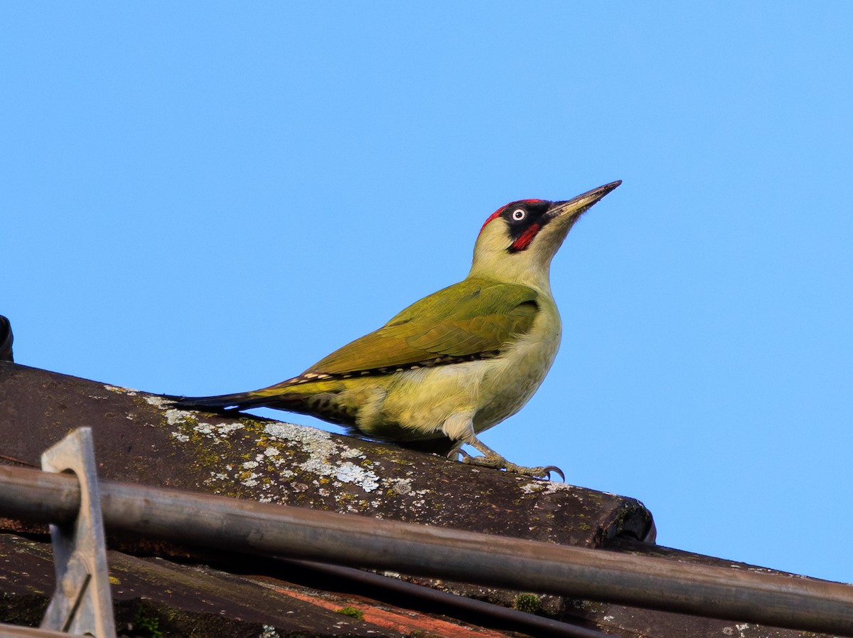 Eurasian Green Woodpecker - ML610776430