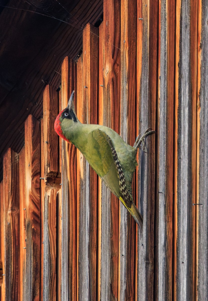 Eurasian Green Woodpecker - ML610776431