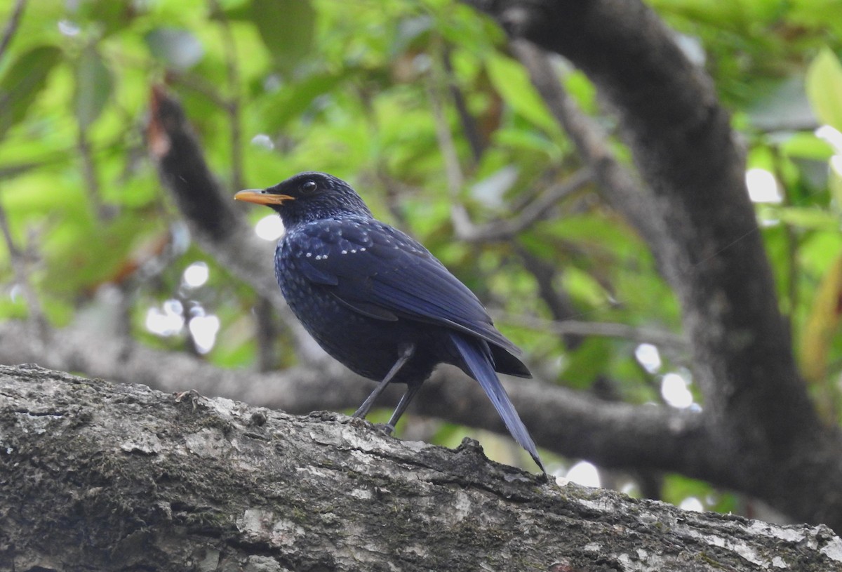 Blue Whistling-Thrush - ML610776443