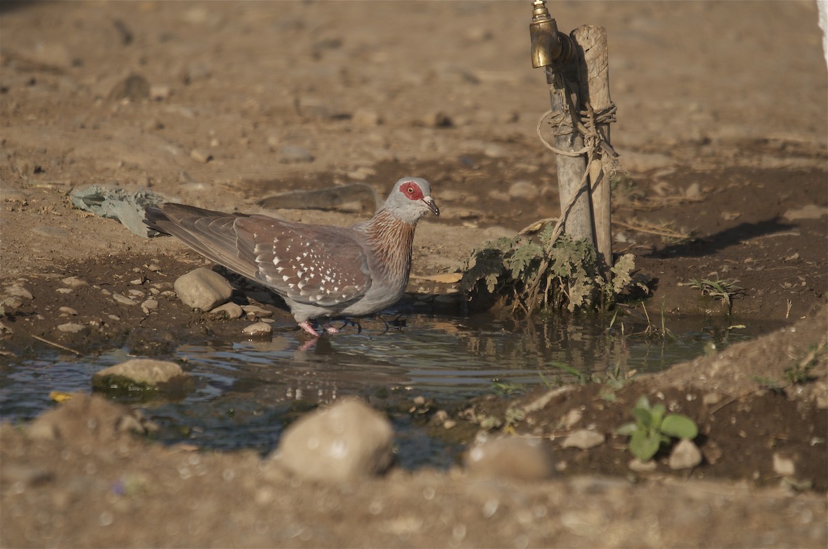 Speckled Pigeon - ML610776529