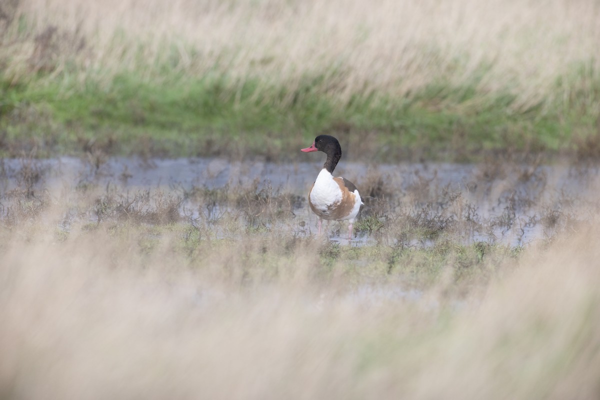 Common Shelduck - ML610776650