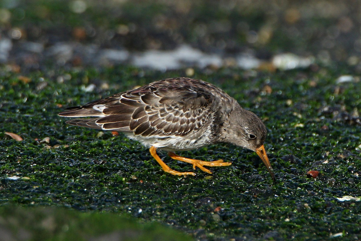 Purple Sandpiper - ML610776906