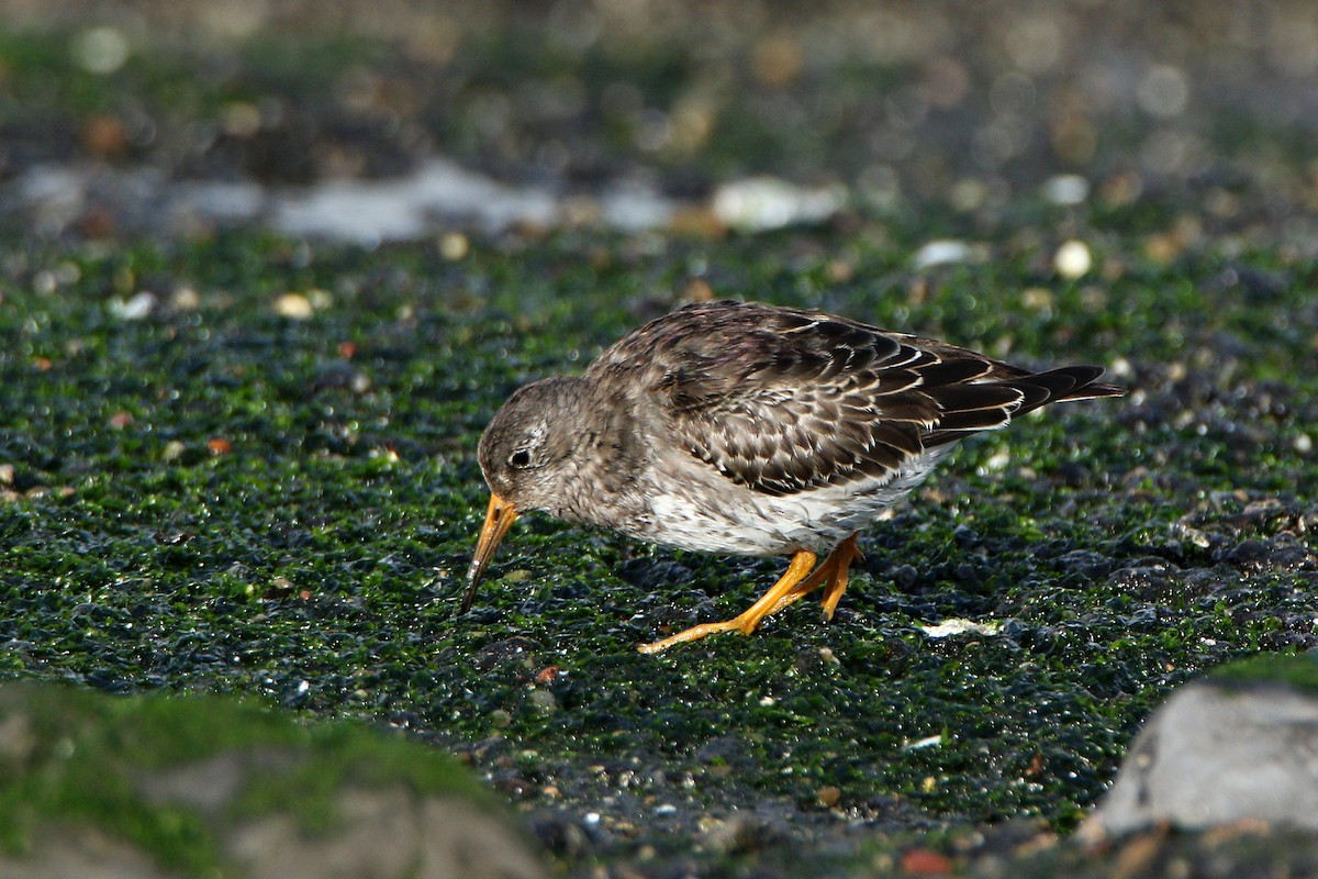 Purple Sandpiper - Richard Schnürmacher