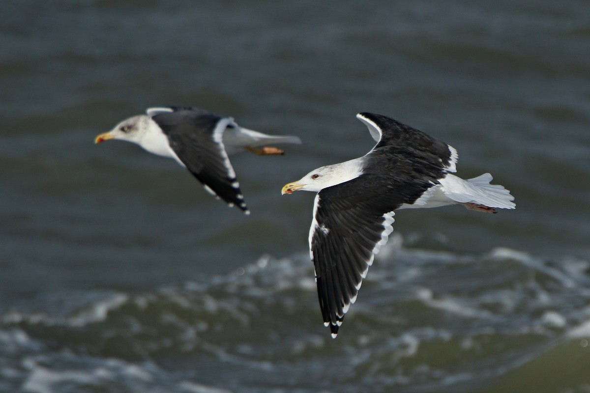 Great Black-backed Gull - ML610776933