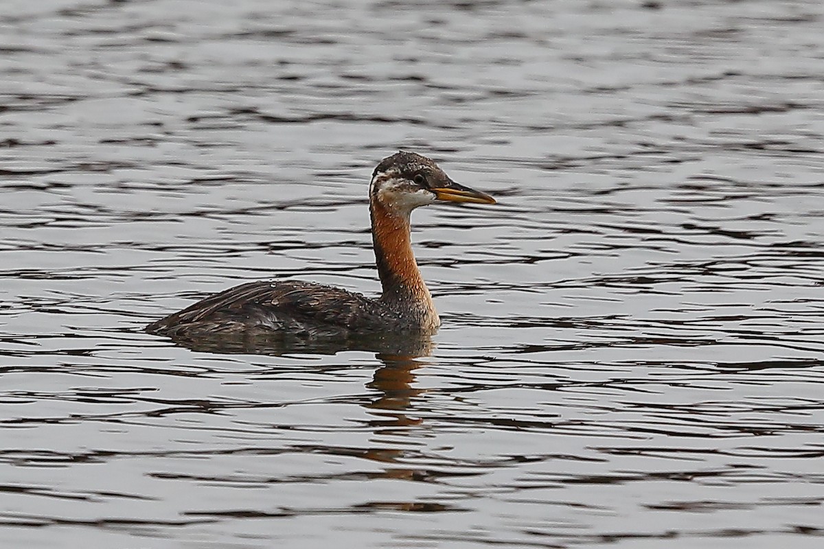 Red-necked Grebe - ML610776955