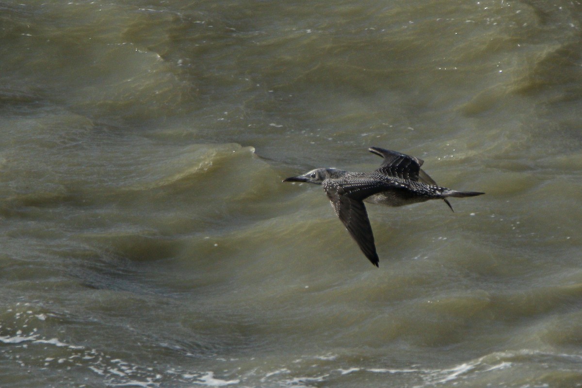 Northern Gannet - ML610776969