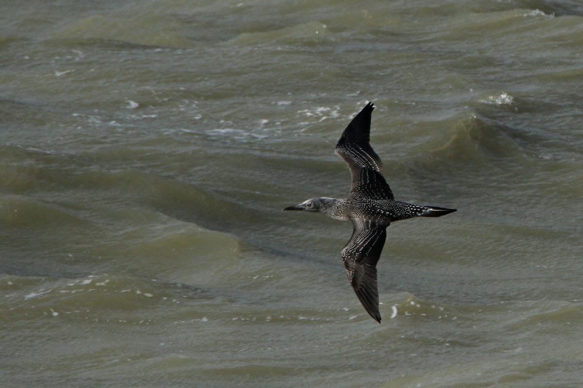 Northern Gannet - ML610776971