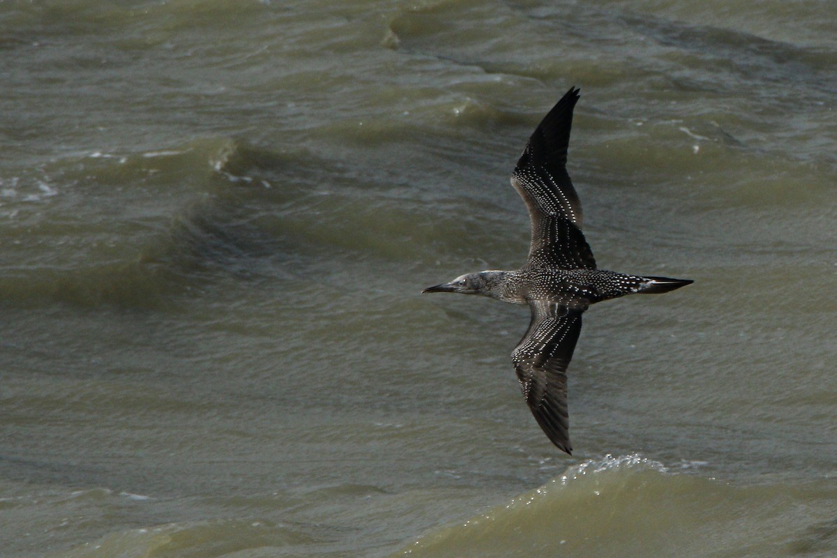 Northern Gannet - ML610776973