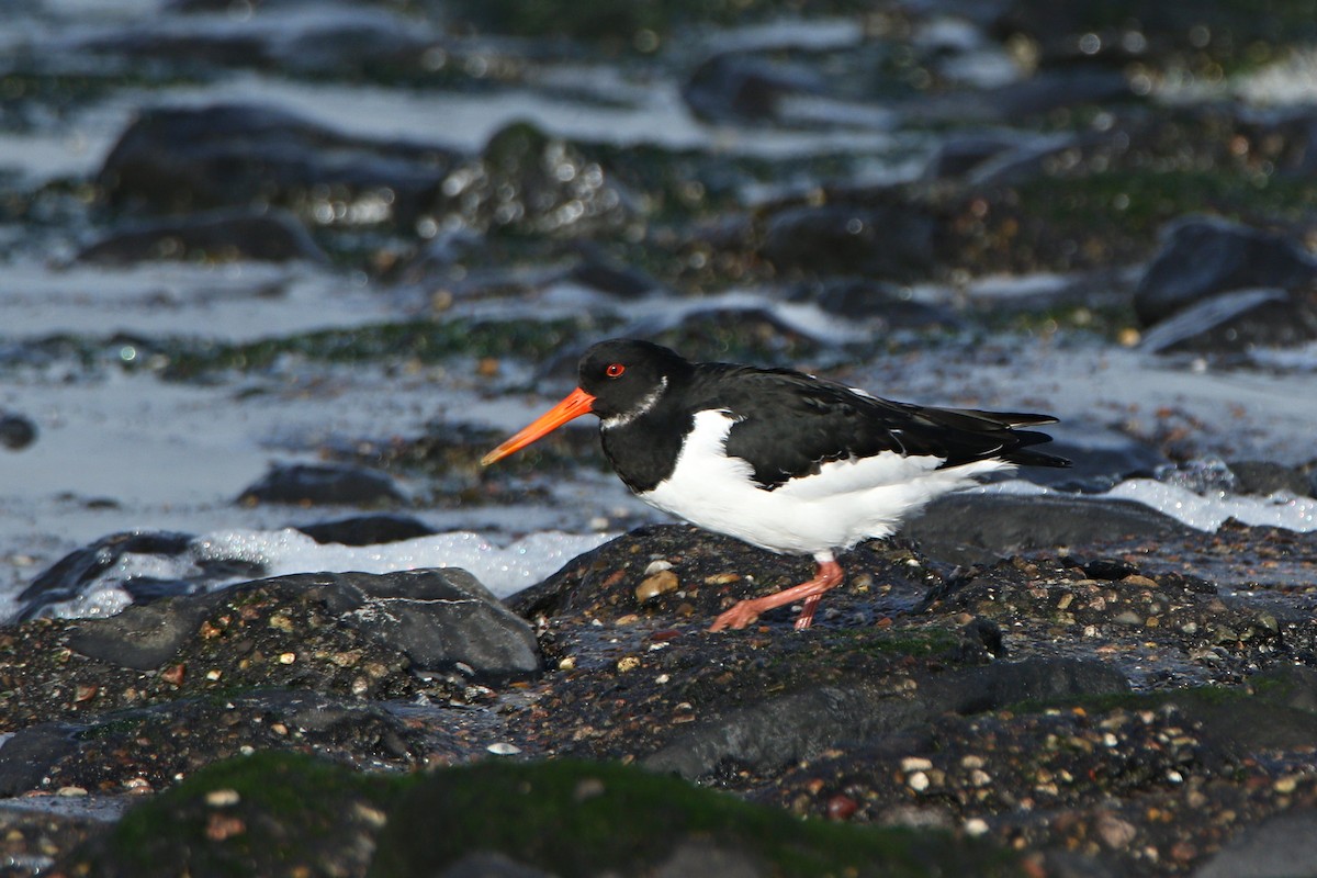 Eurasian Oystercatcher - ML610776977