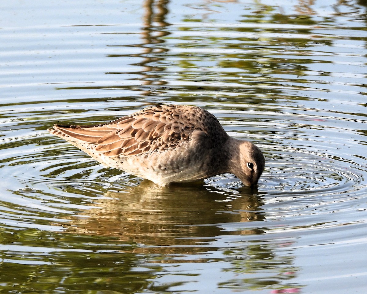 Long-billed Dowitcher - ML610776979