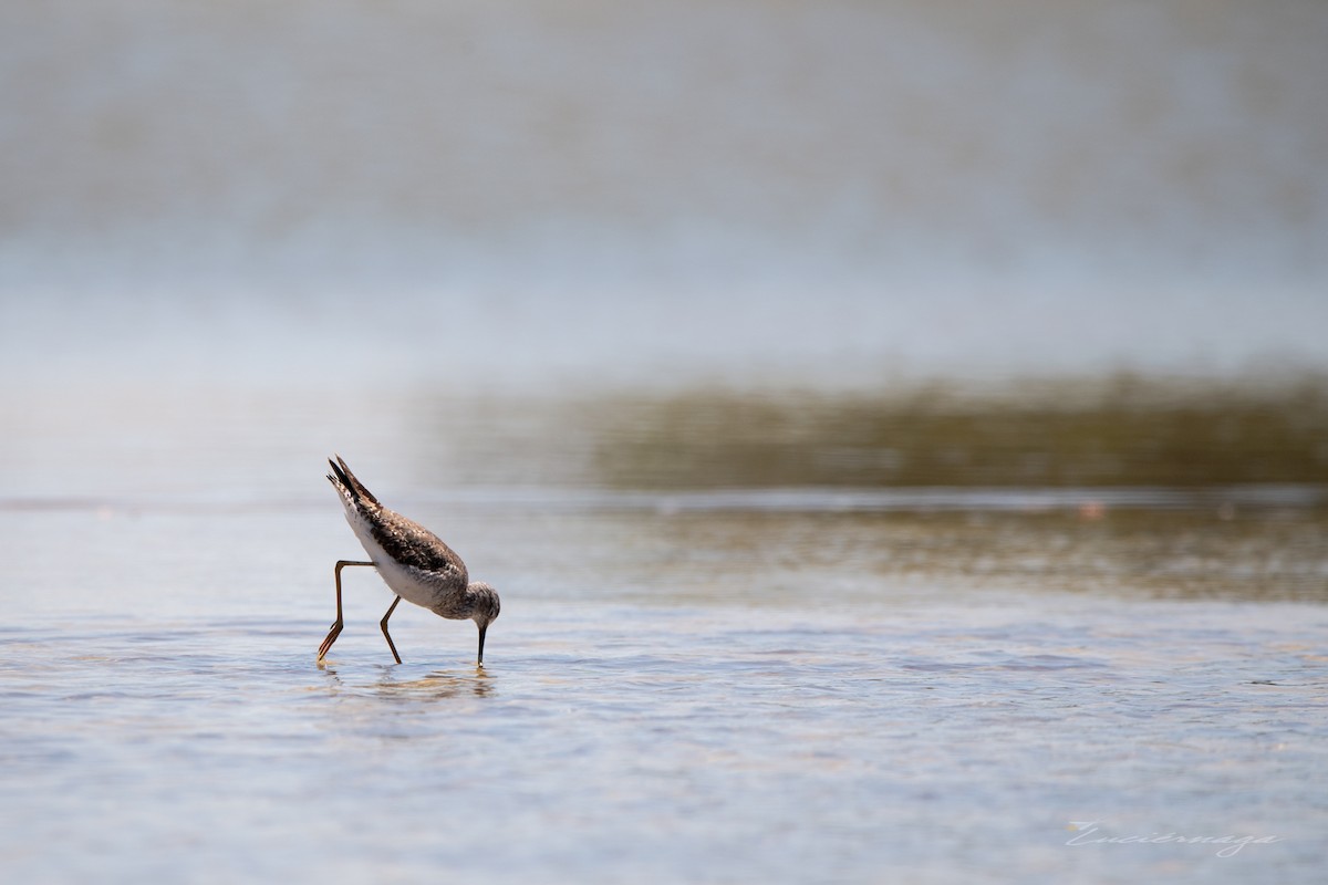 Lesser Yellowlegs - Luciana Juárez