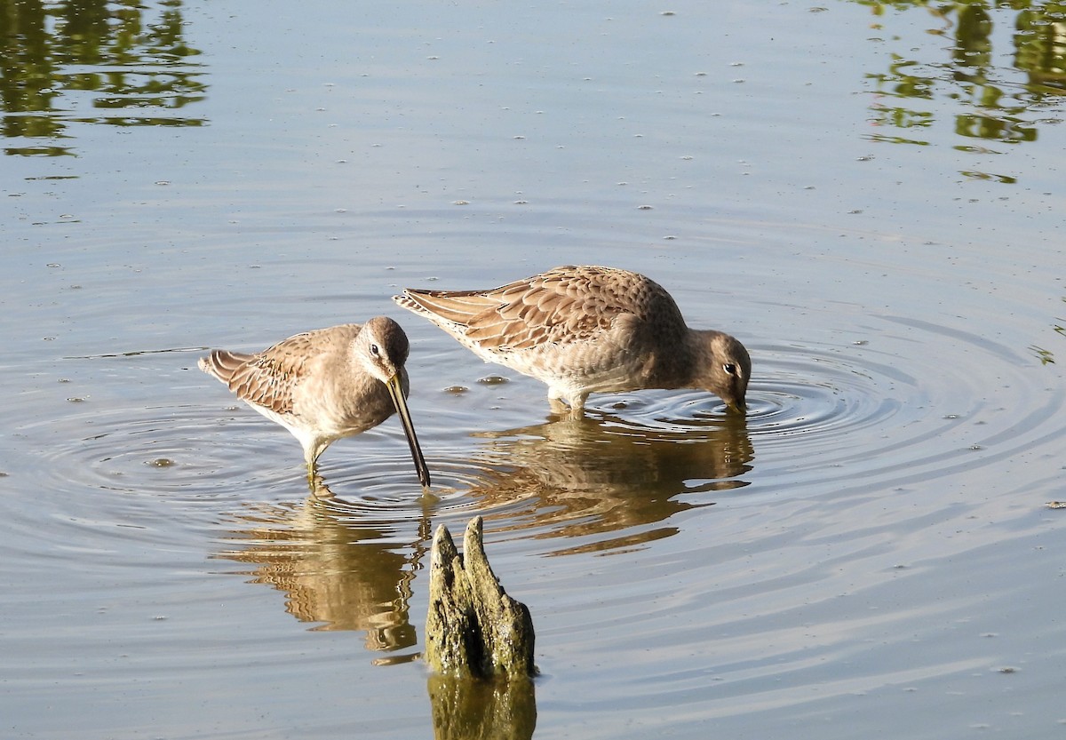 Long-billed Dowitcher - ML610777030