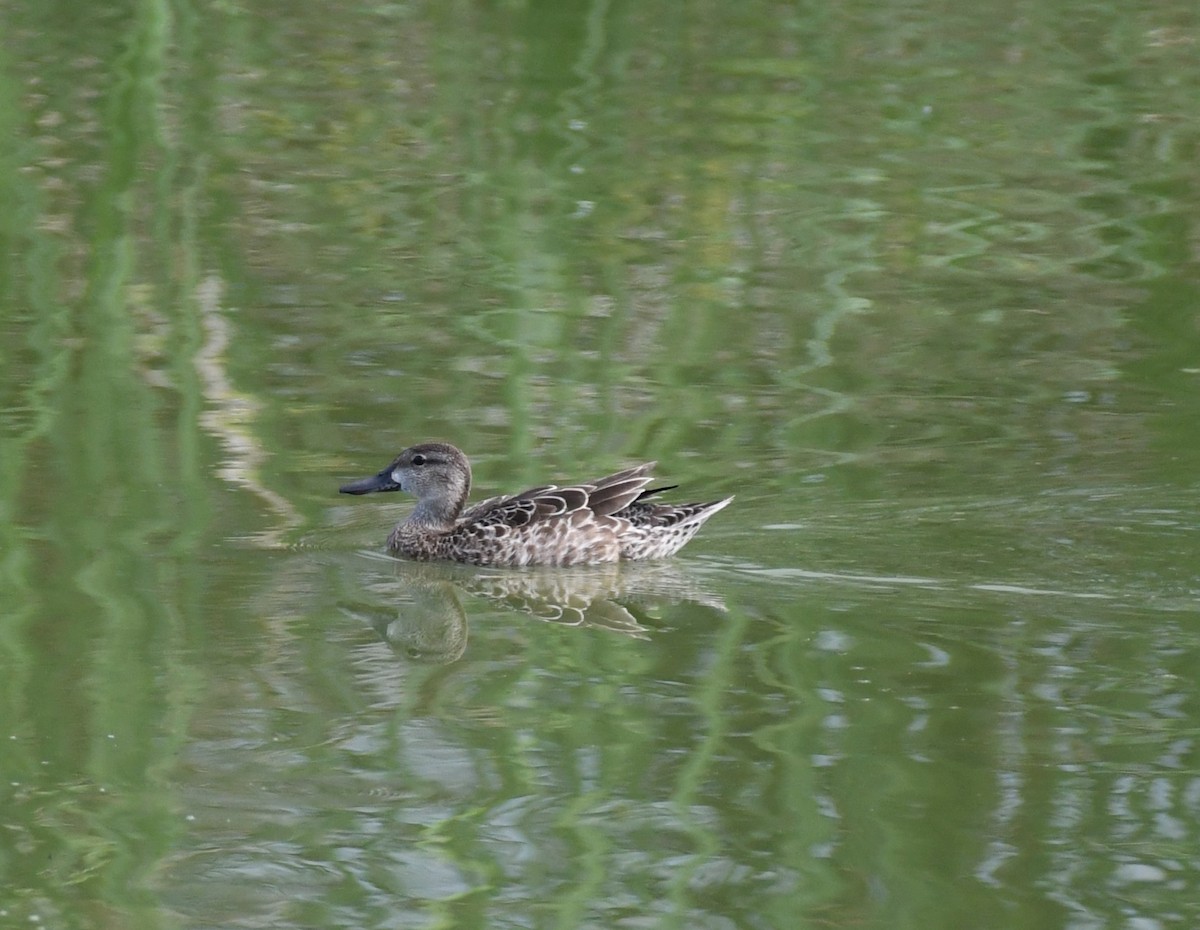 Blue-winged Teal - ML610777037