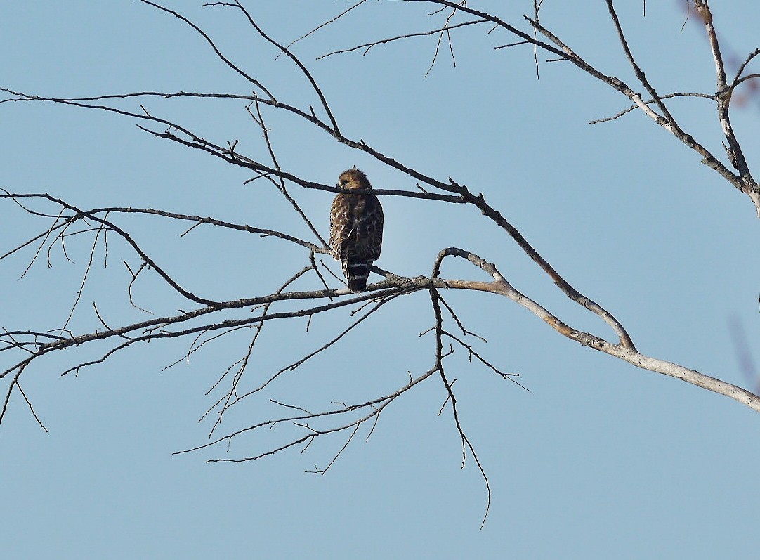 Red-shouldered Hawk - Fawn Bowden