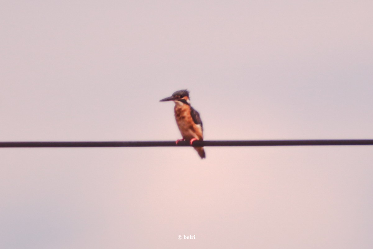 Common Kingfisher - ML610777111