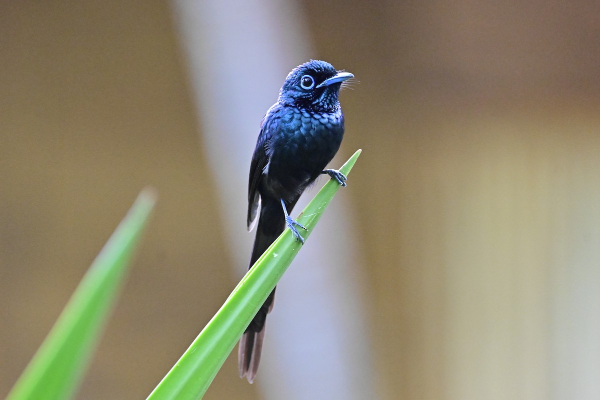 Sao Tome Paradise-Flycatcher - ML610777177