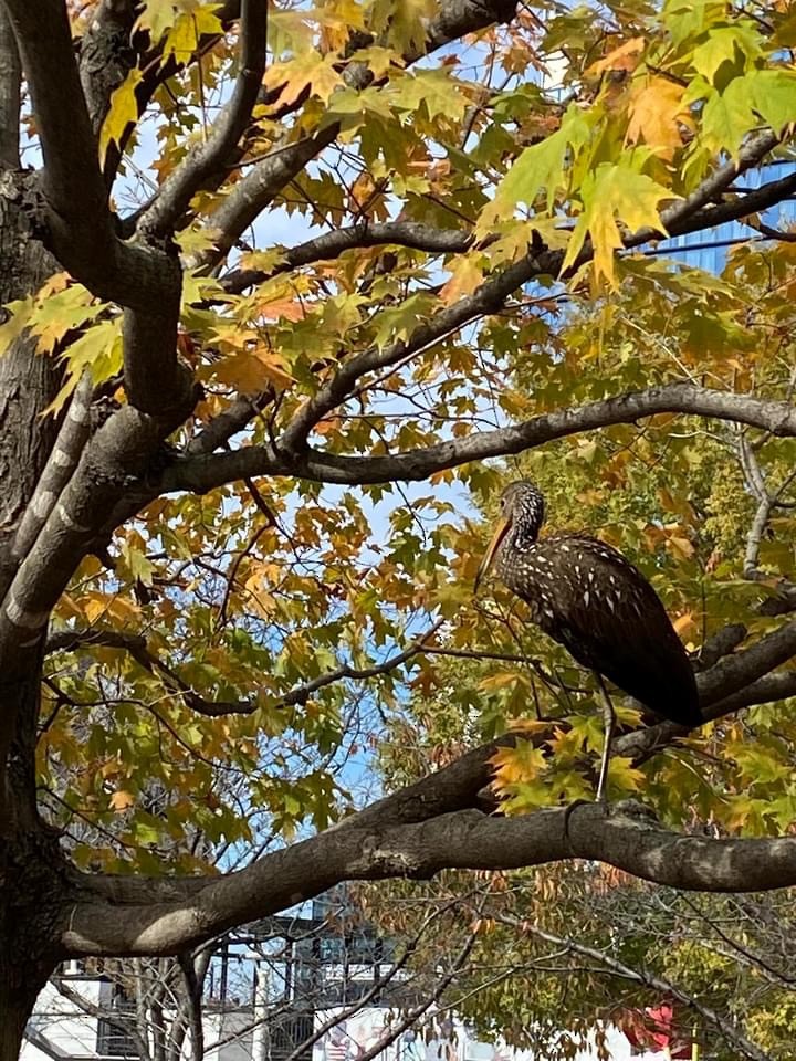 Limpkin - Tennessee Rare Bird Records