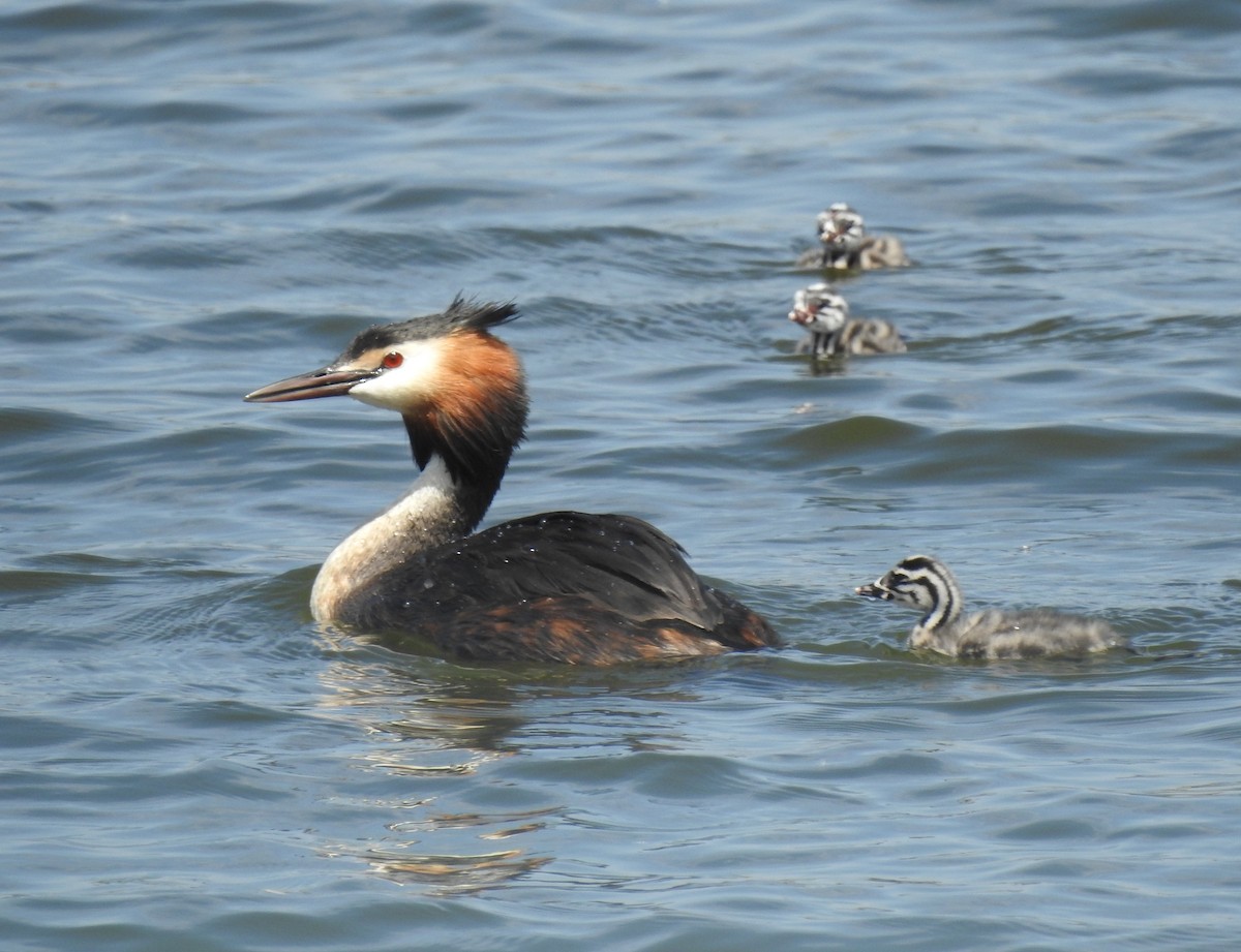 Great Crested Grebe - ML610777266