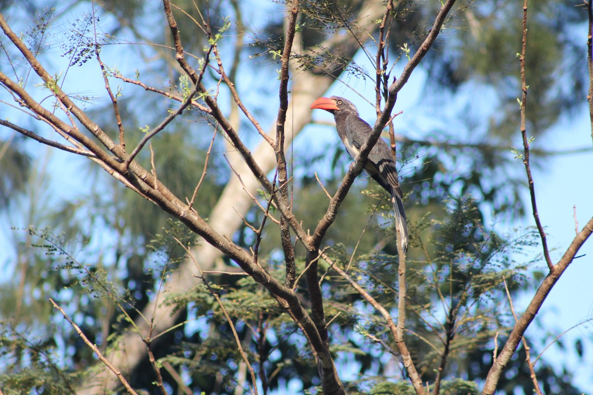 Crowned Hornbill - ML610777267