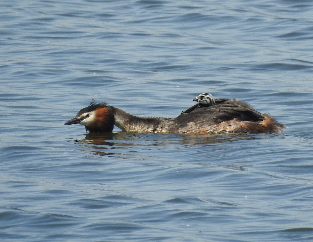 Great Crested Grebe - ML610777268