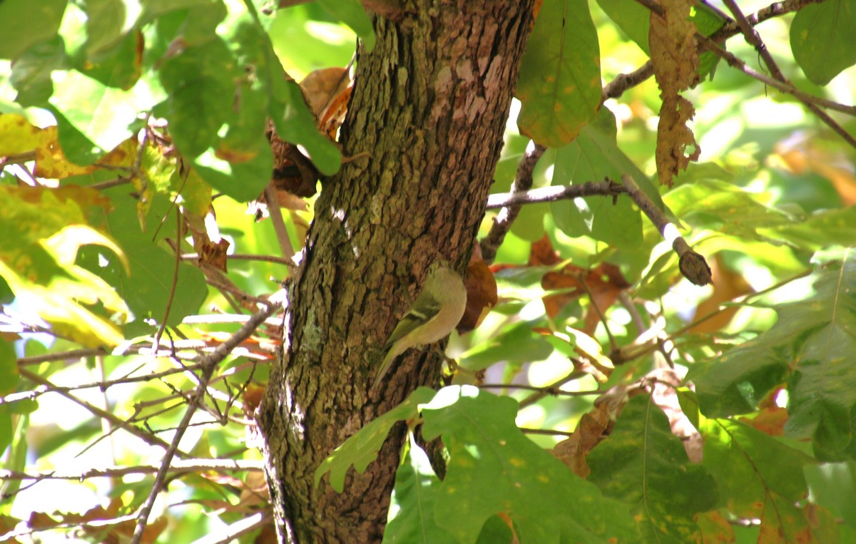 Ruby-crowned Kinglet - ML610777277