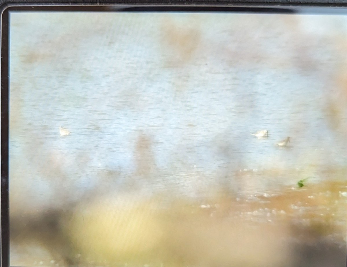 Dunlin - ML610777317