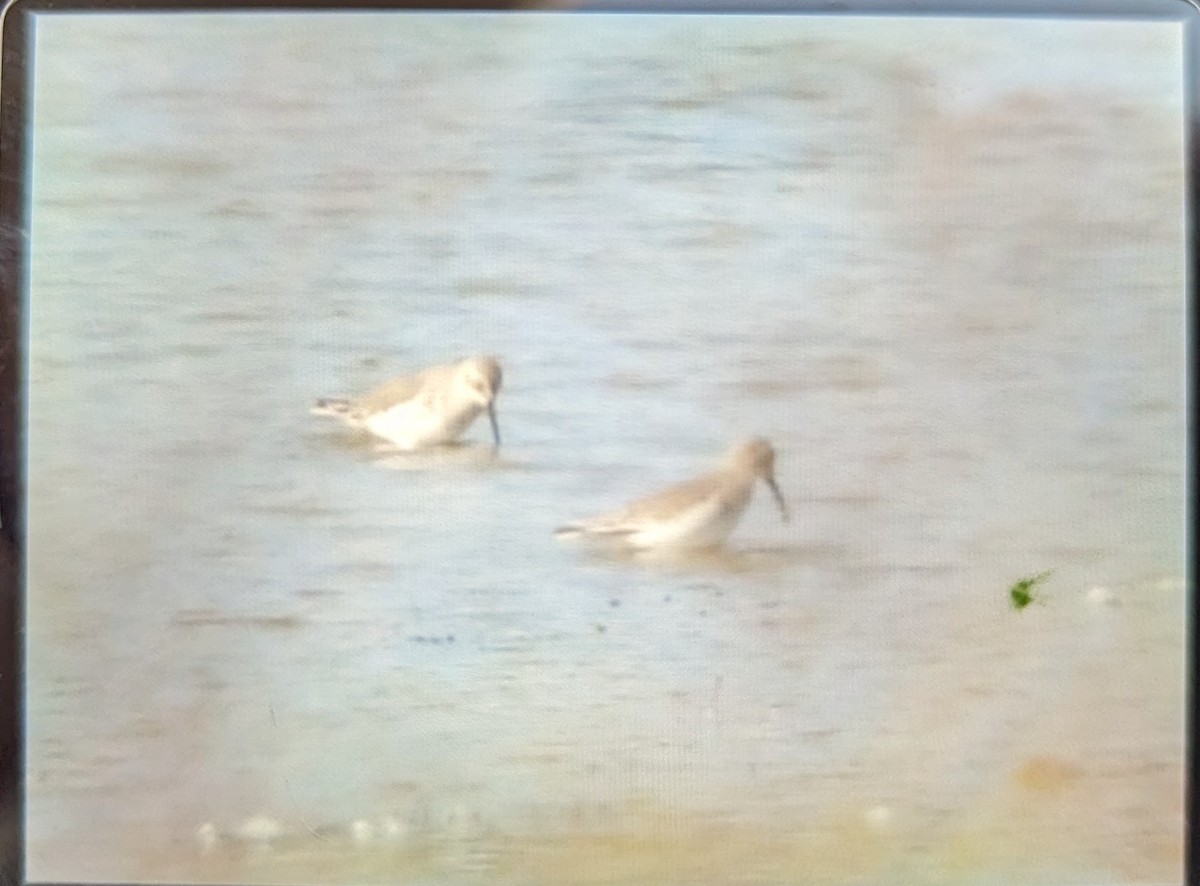 Dunlin - ML610777318