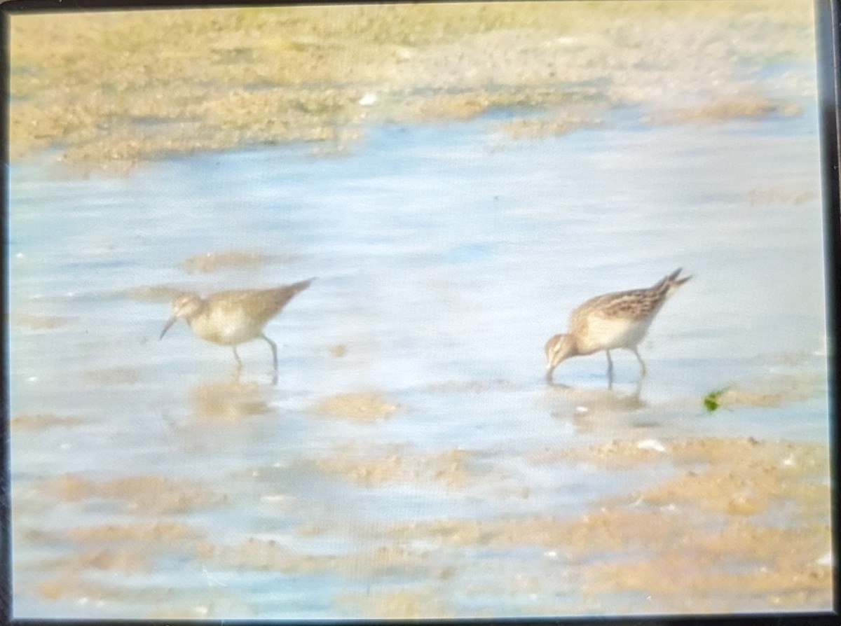 Pectoral Sandpiper - ML610777322