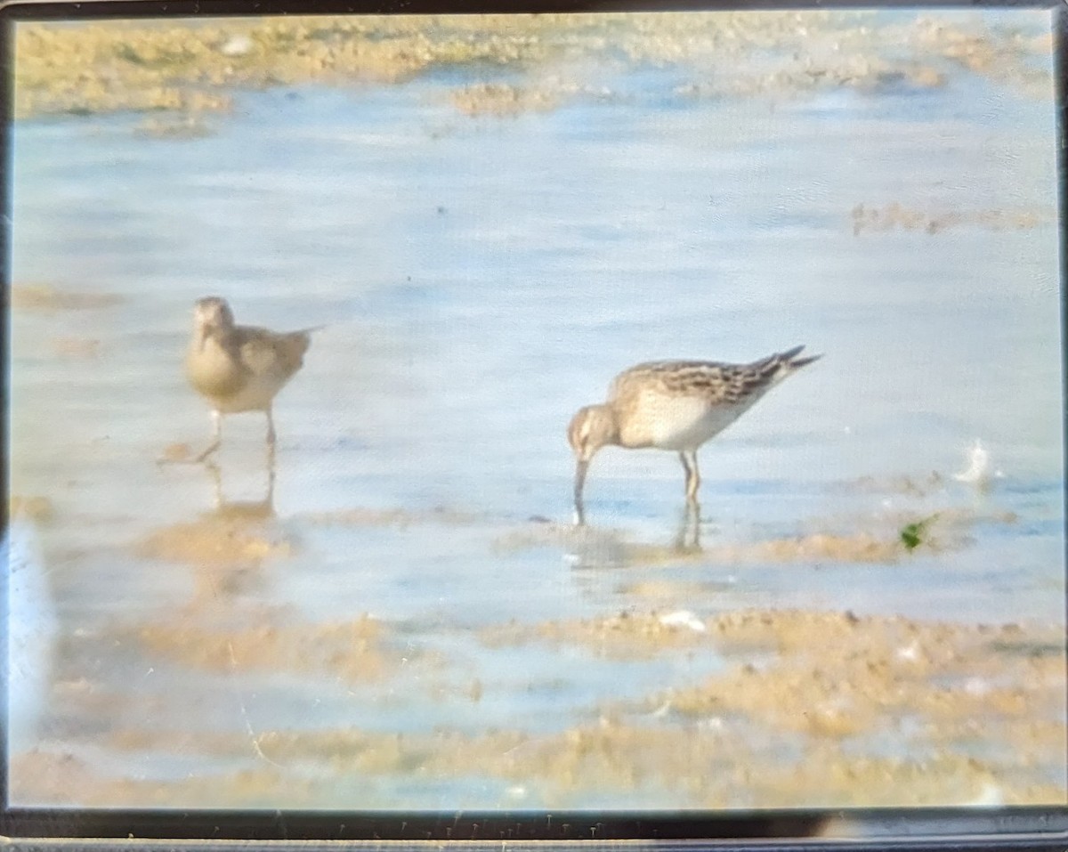 Pectoral Sandpiper - ML610777323