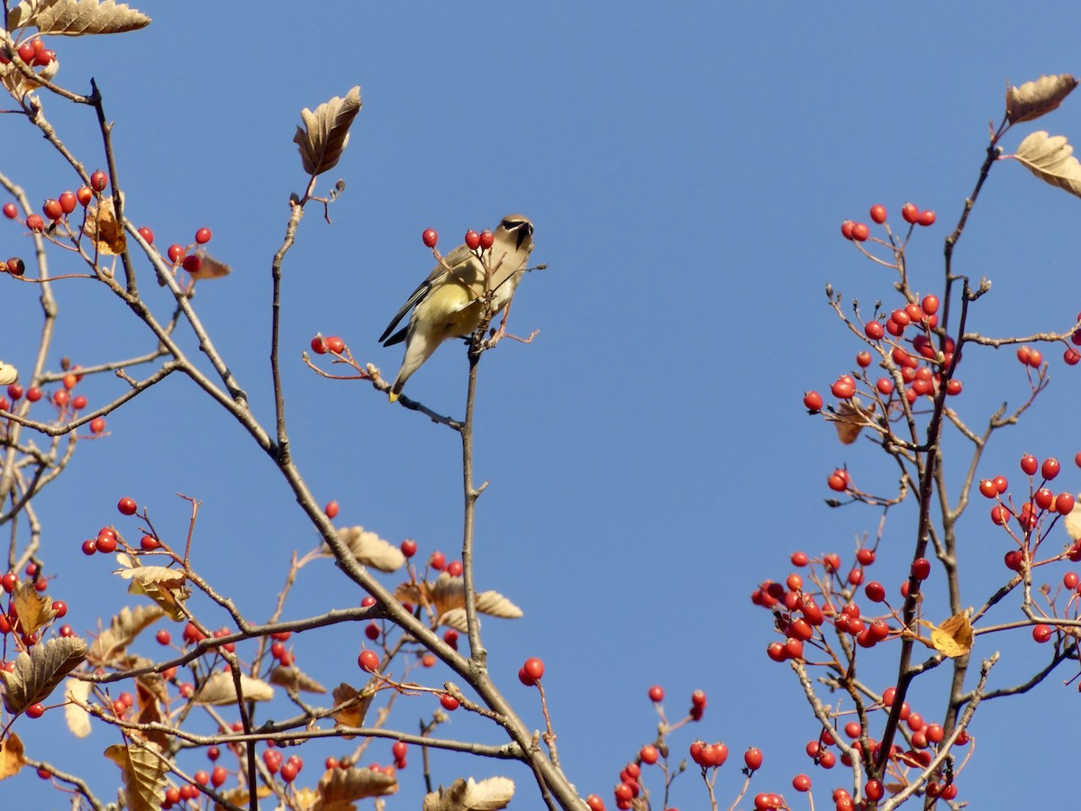 Cedar Waxwing - ML610777342