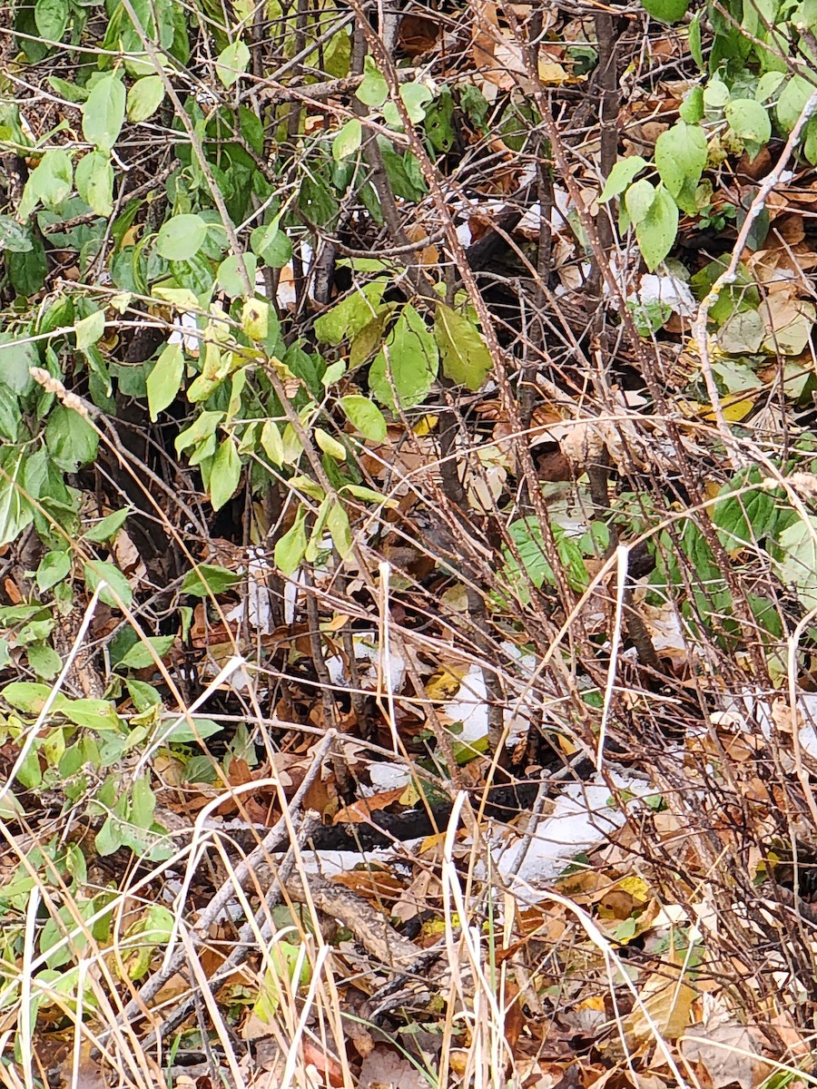 White-throated Sparrow - Christopher Wells