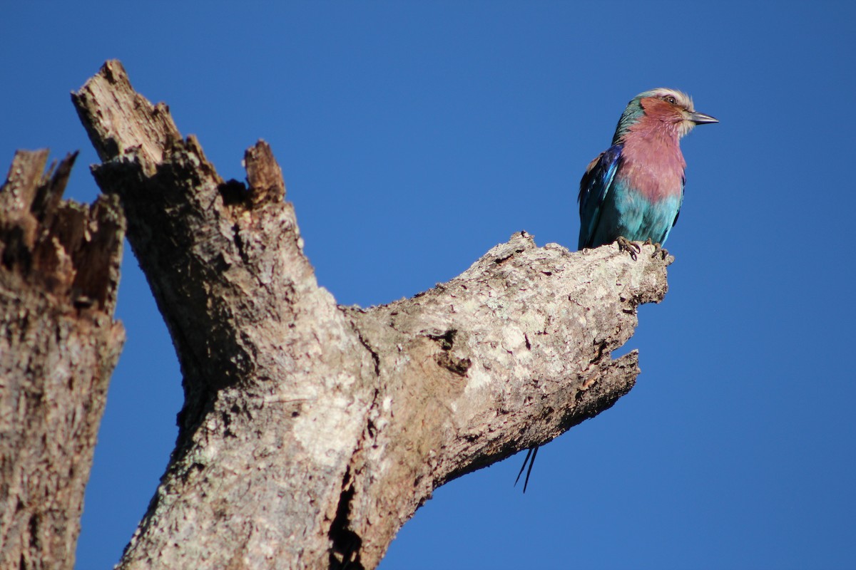 Lilac-breasted Roller - ML610777363