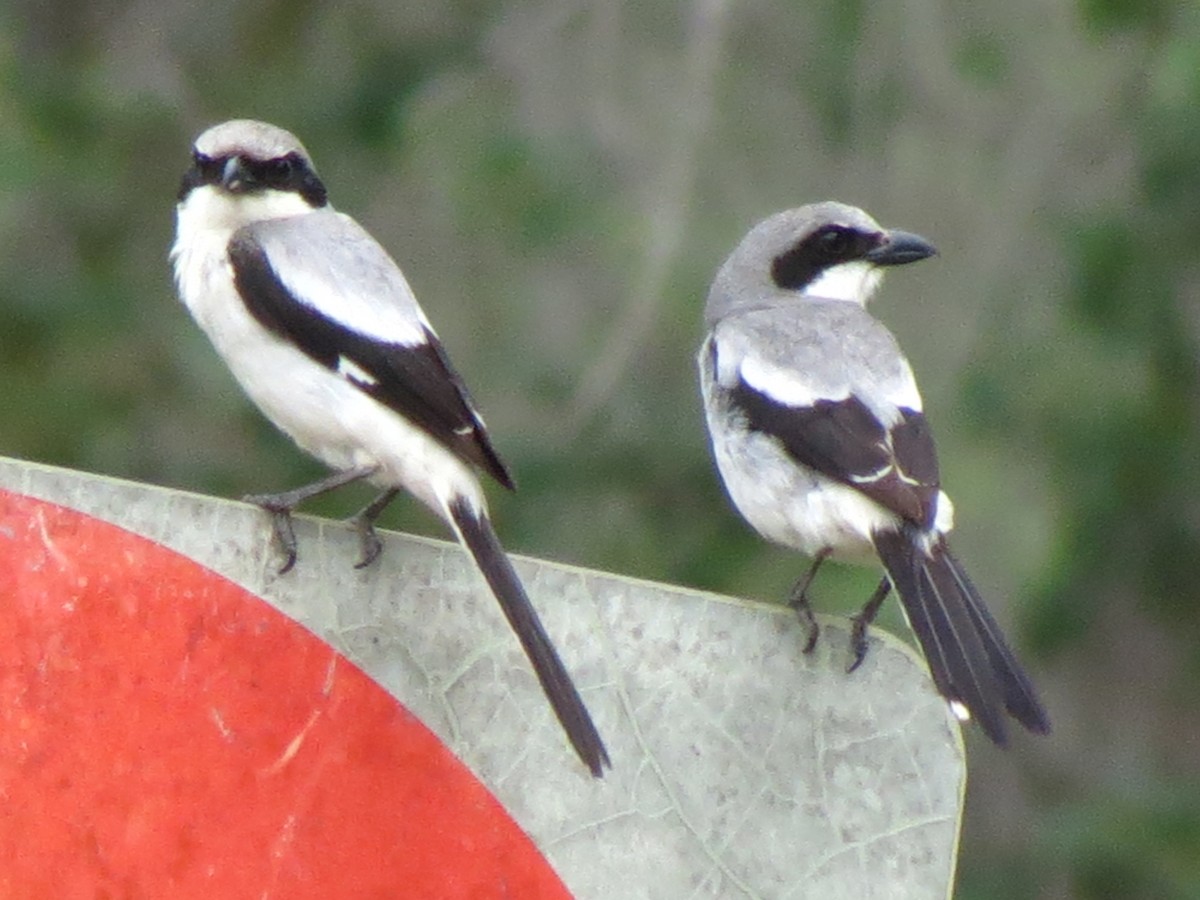 Loggerhead Shrike - Nancy Price