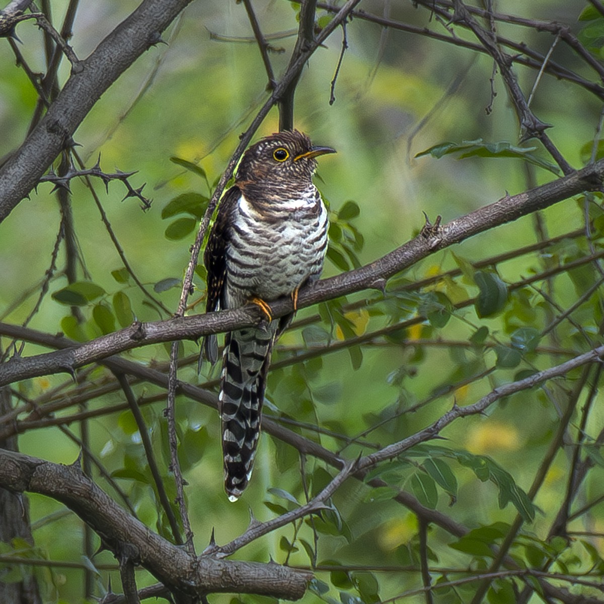 Lesser Cuckoo - ML610777567