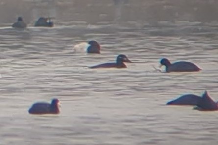 White-winged Scoter - Jason Hedlund