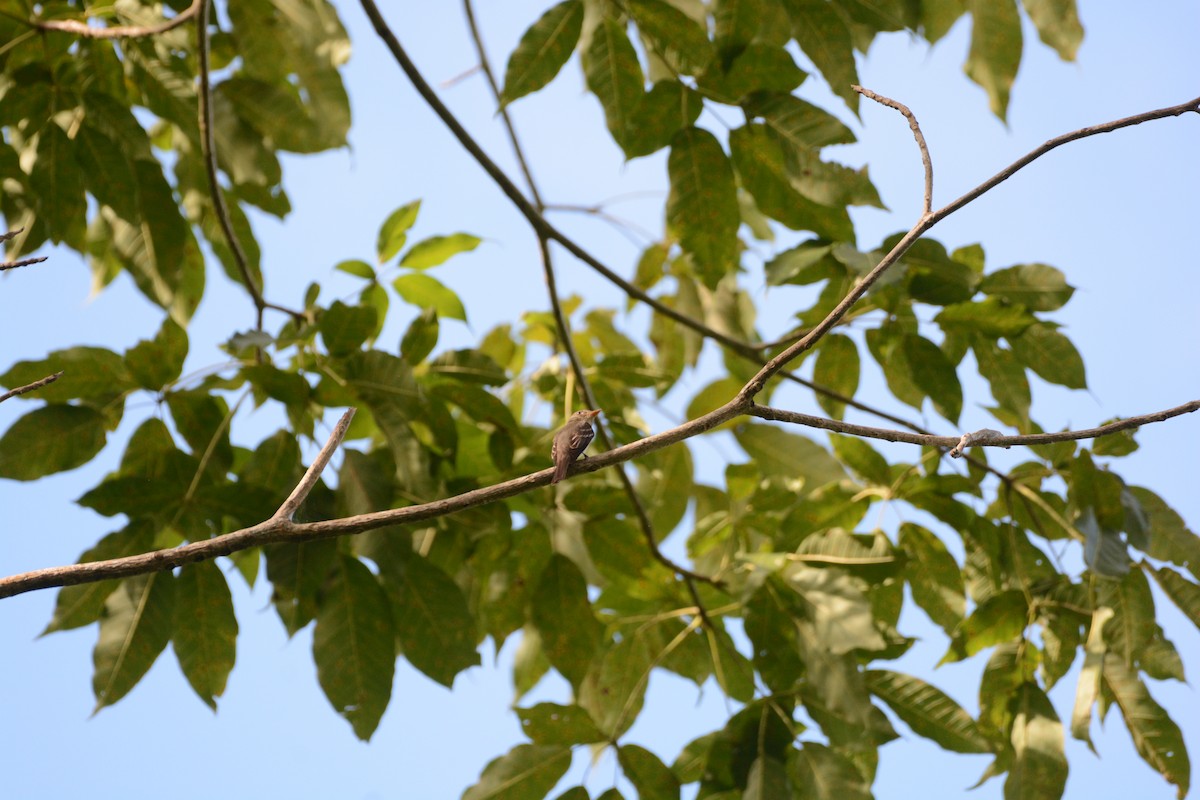 Eastern Wood-Pewee - Mark Hulme