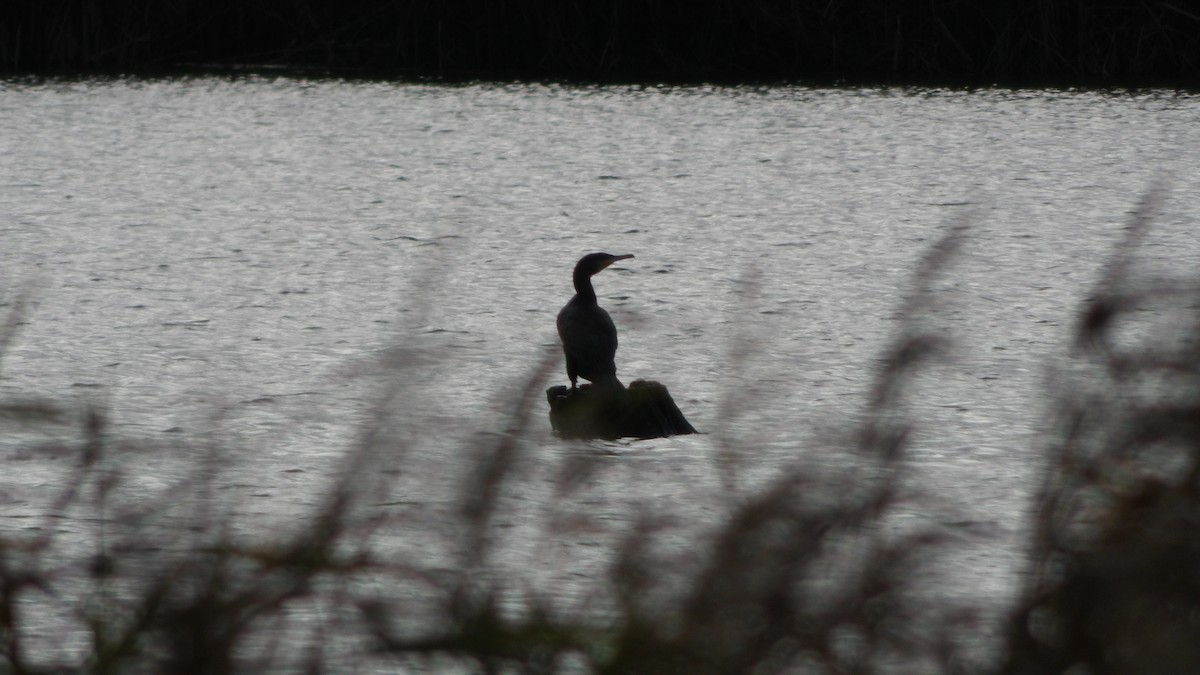 Cormorán Grande - ML610777624