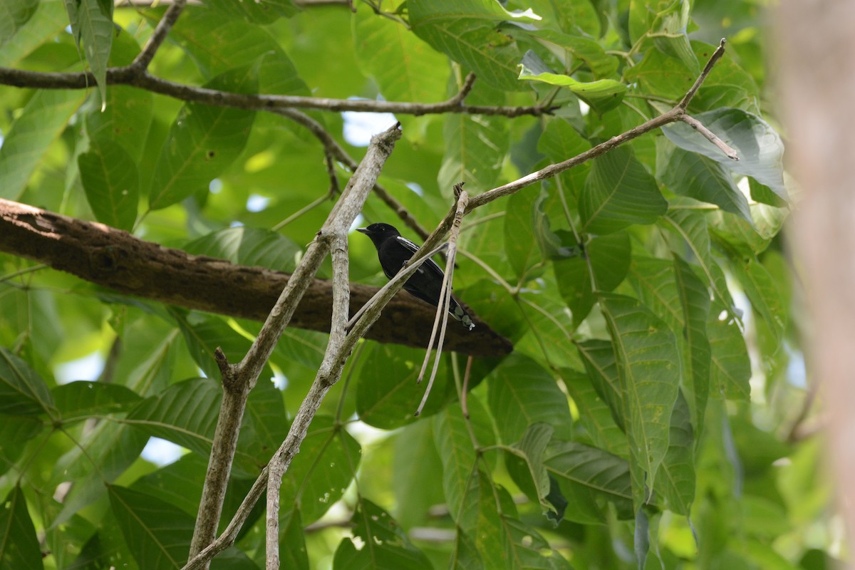 White-winged Becard - Mark Hulme