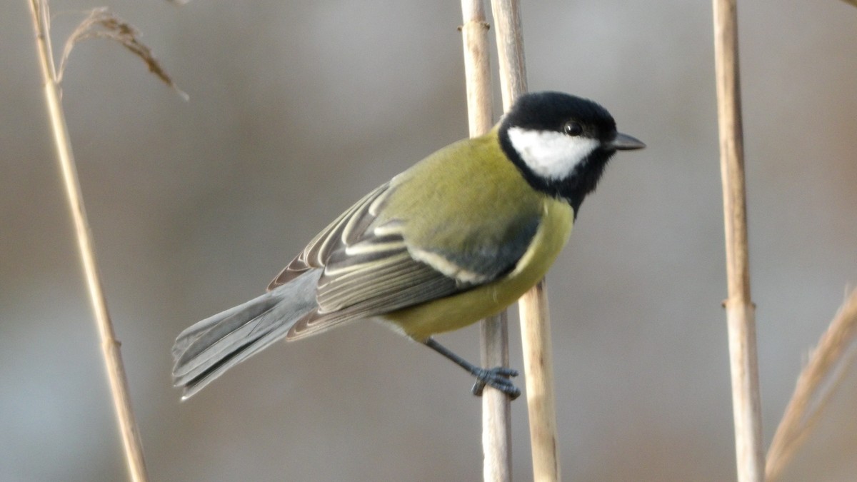 Mésange charbonnière - ML610777685