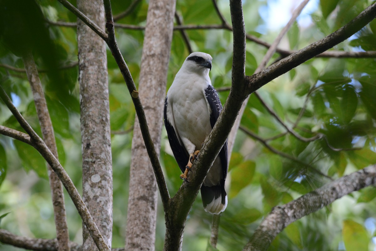 White Hawk - Mark Hulme