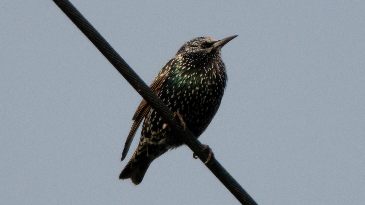 European Starling - ML610777707