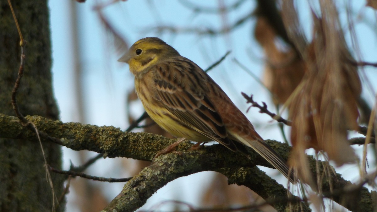 Yellowhammer - ML610777742