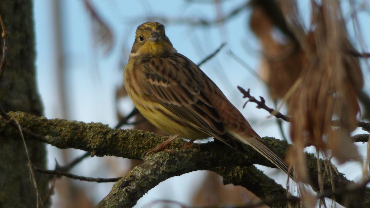 Yellowhammer - Michal Ostant