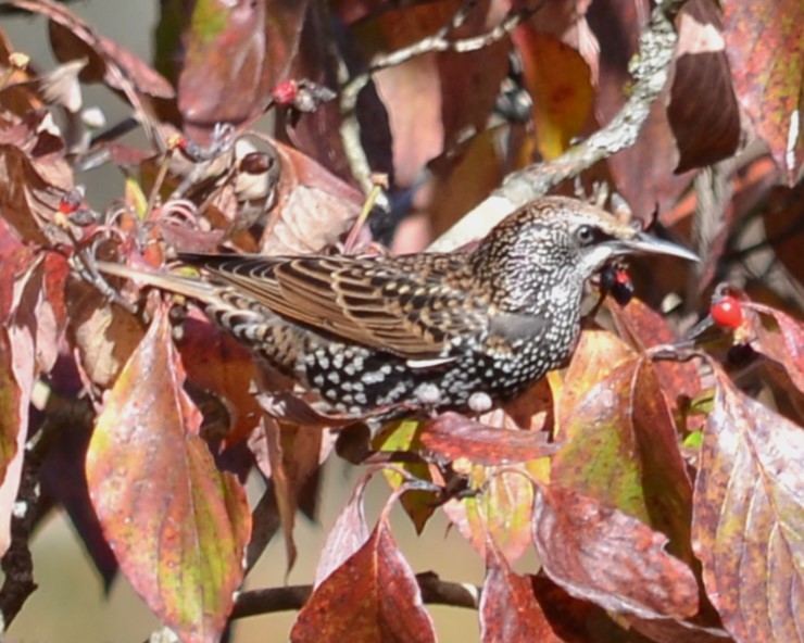 European Starling - ML610777925