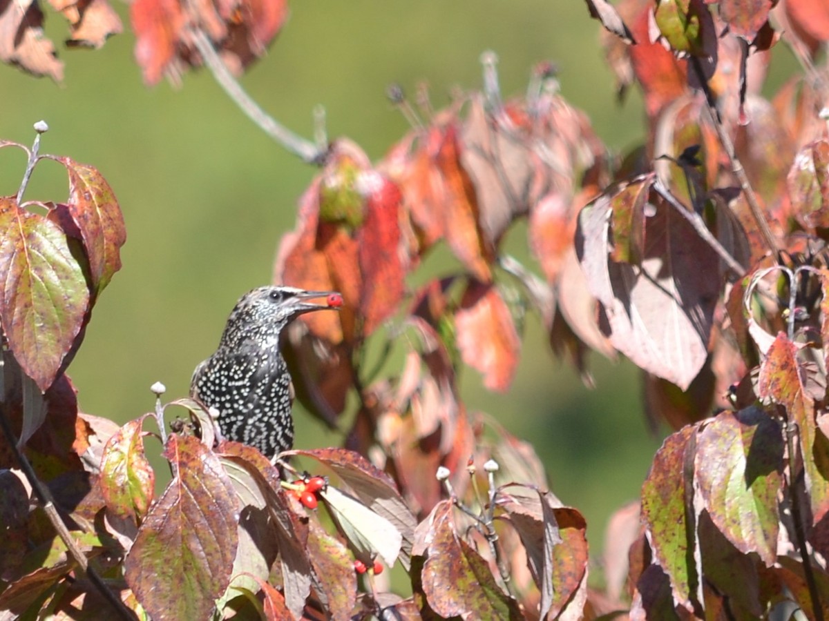 European Starling - ML610777926