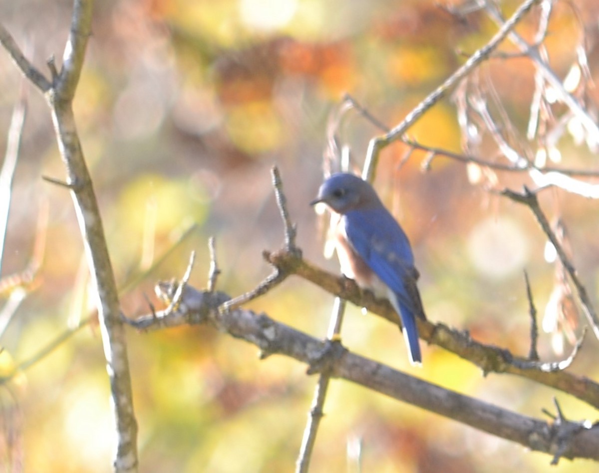 Eastern Bluebird - Will Davis