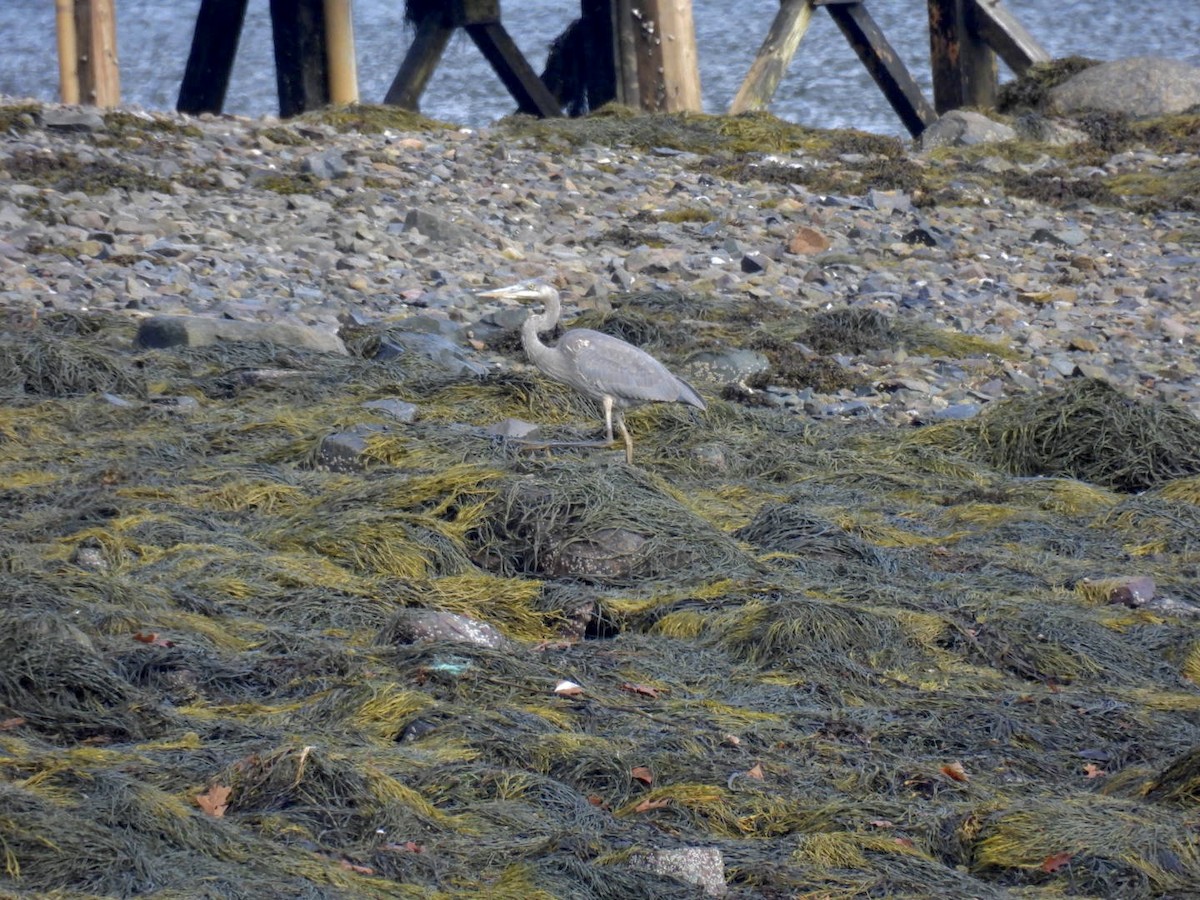 Great Blue Heron - ML610777946