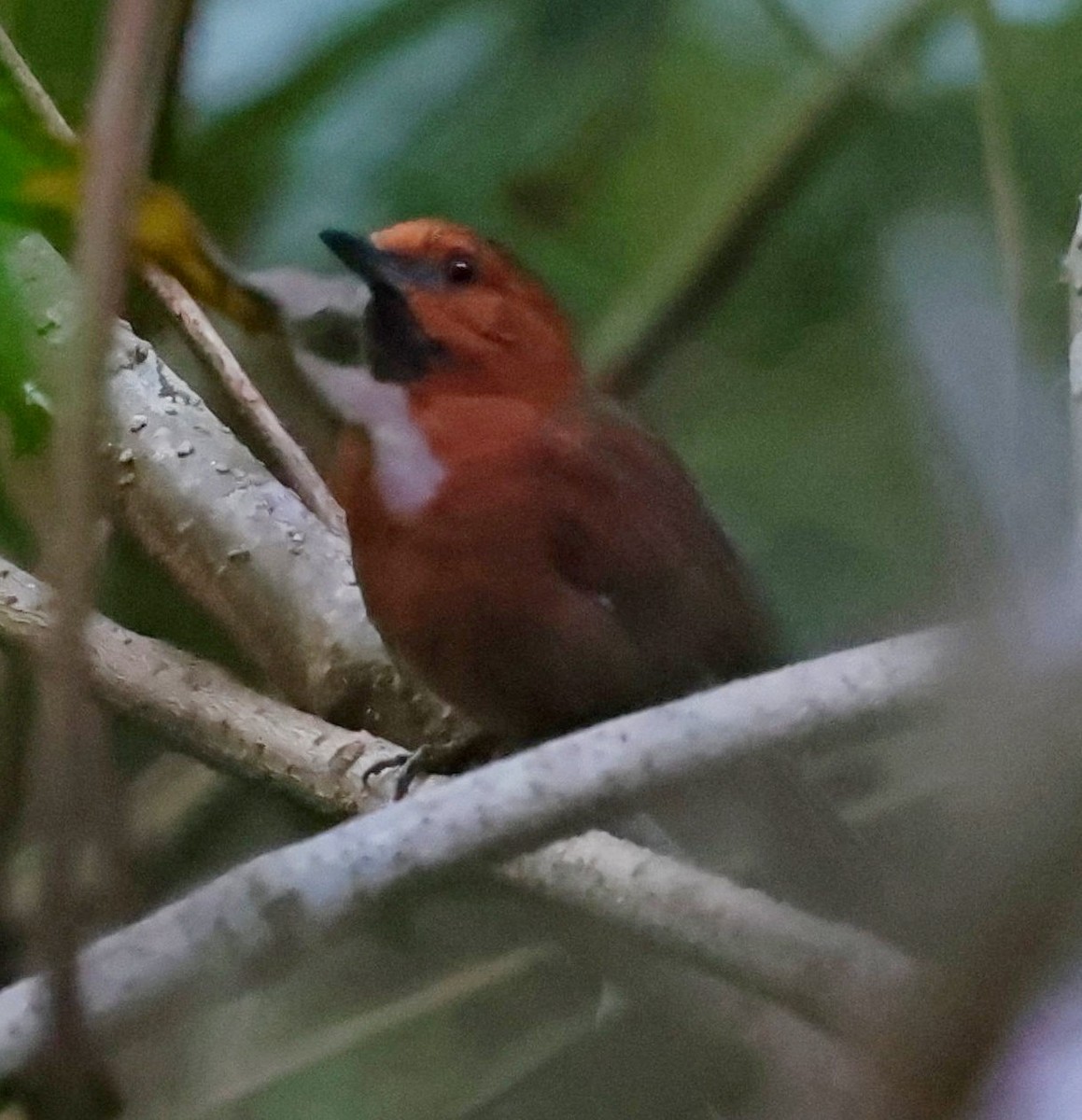 Ruddy Spinetail - ML610777952