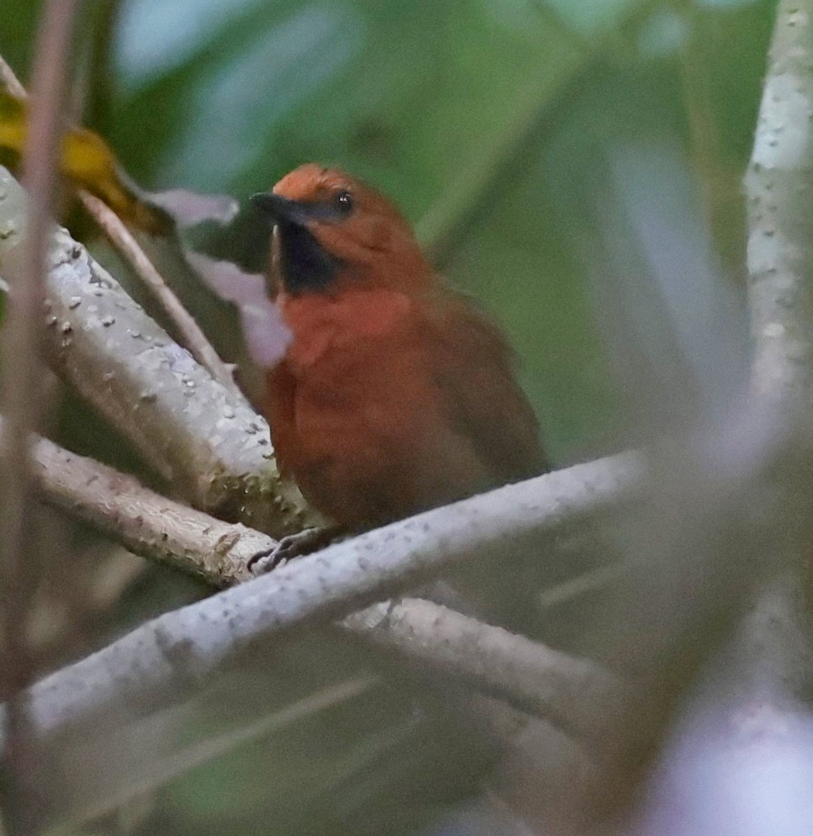 Ruddy Spinetail - ML610777957